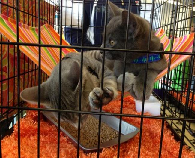 Petco adoption event late Nov 2014 Partnership for Animals Needing